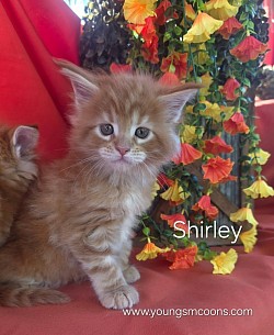 Shirley Female Available
