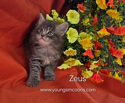 Zeus Male Reserved