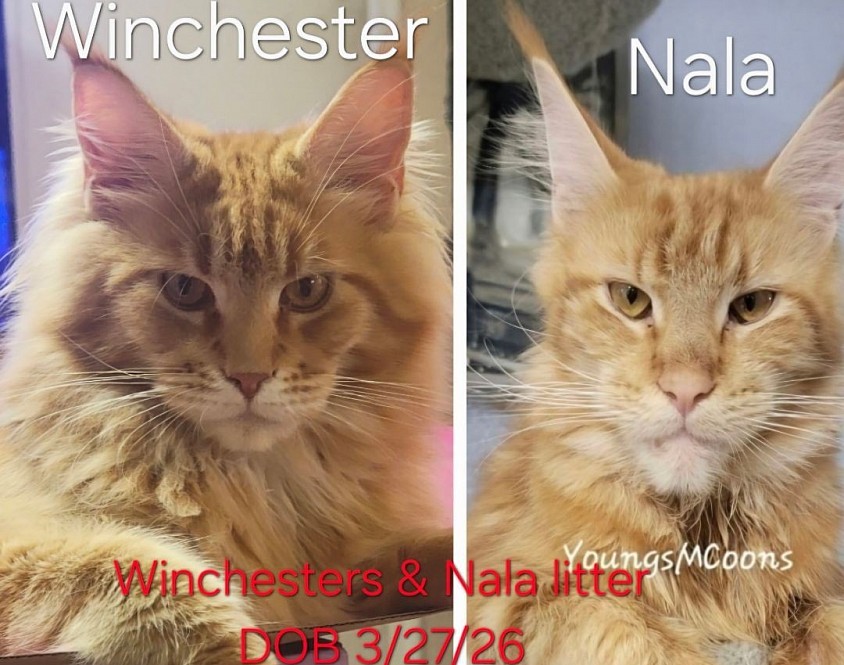 Winchester and Nala