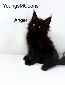 Anger Male Reserved