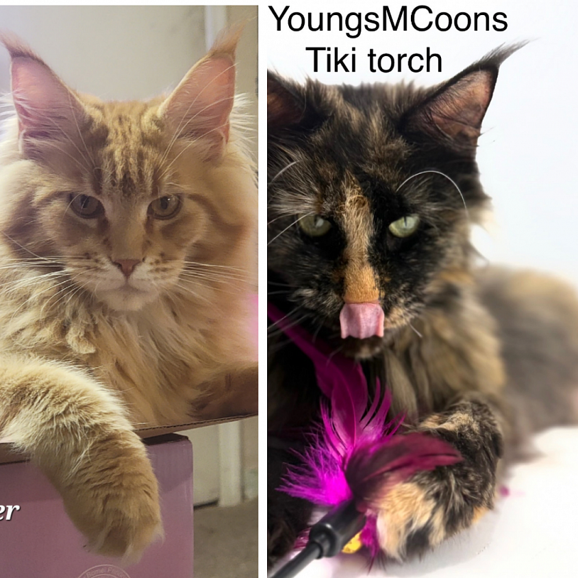Tiki and Winchester Born 4/5
