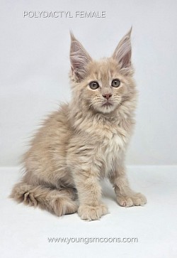 Rome Female Polydactyl Reserved