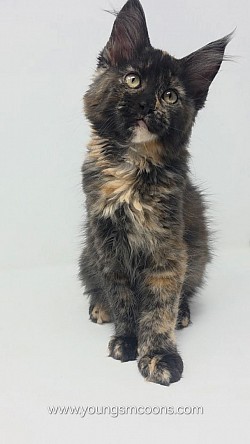 Pocahontas Female Available