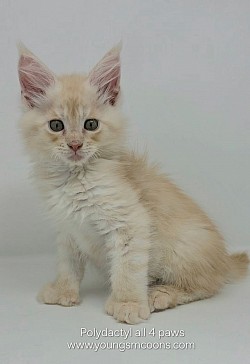 Jelly Roll Male Polydactyl Reserved