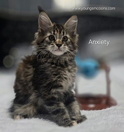 Anxiety Female Available