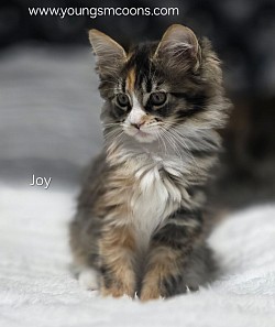 Joy Female Reserved