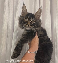 Rascal Male Reserved