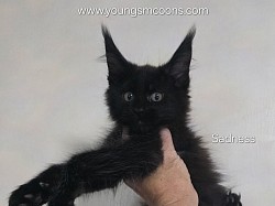 Sadness Male Reserved