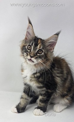 Darla Female Available