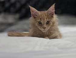Wee Wee Female available