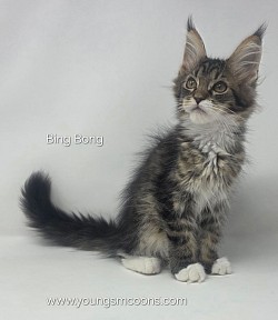 Bing-Bong Male Reserved