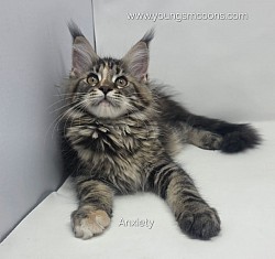 Anxiety Female Reserved