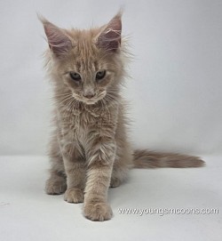 Wee Wee Female available