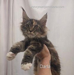 Darla Female Available Born 3/28