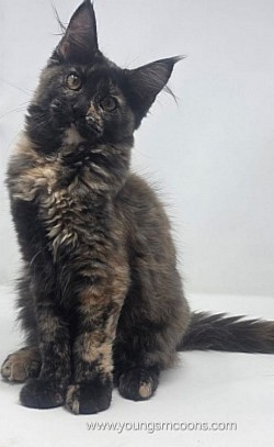 Pocahontas Female Available Born 3/11