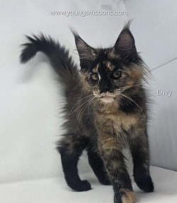 Envy Female Available Born 4/5