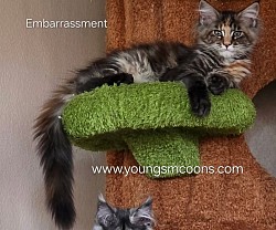 Embarrassment Female Available