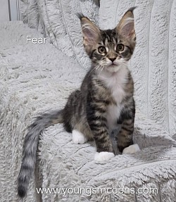 Fear Available Male