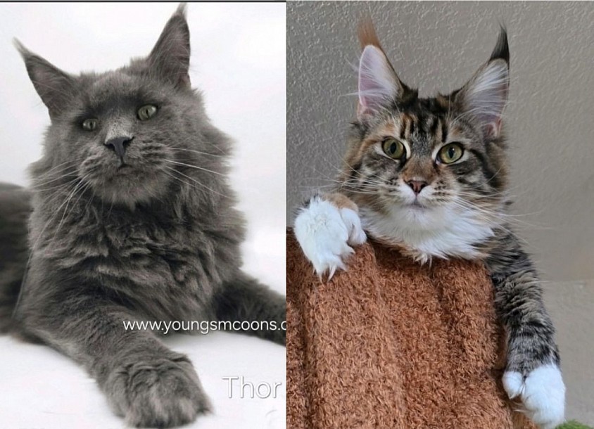 Hissy and Thor