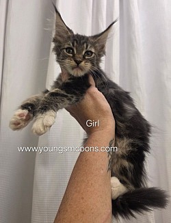 Charlie Girl Available