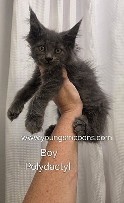 Zephyr Boy Polydactyl Reserved