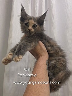Wicked Girl Polydactyl Reserved
