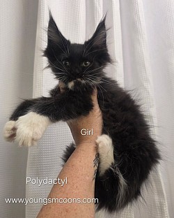 Madam Girl Polydactyl Reserved
