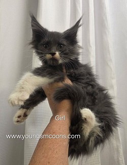 Stella Girl Reserved