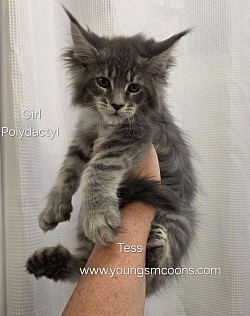 Tess Female Polydactyl Reserved