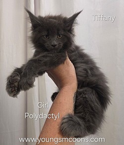 Rucifey Polydactyl Female Reserved