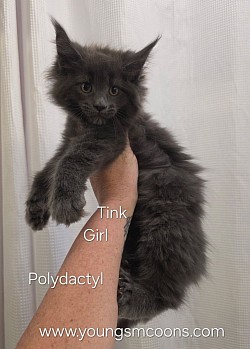 Tink Polydactyl Female Available