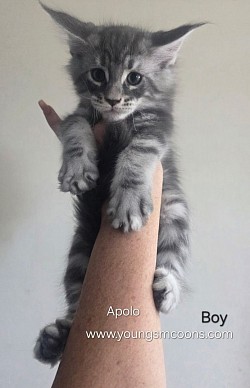 Apollo Male Reserved