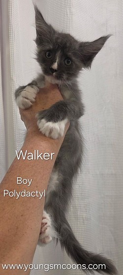 Walker Polydactyl Male reserved